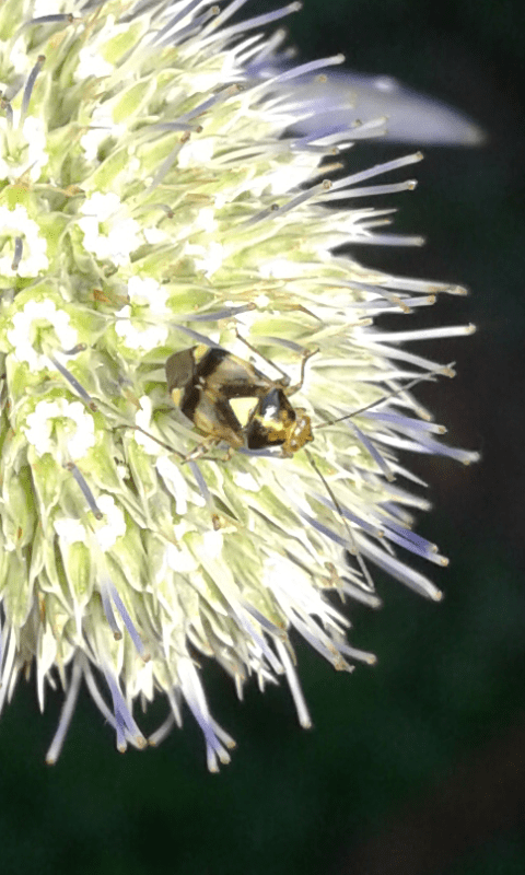 Liocoris tripustulatus (Miridae)?